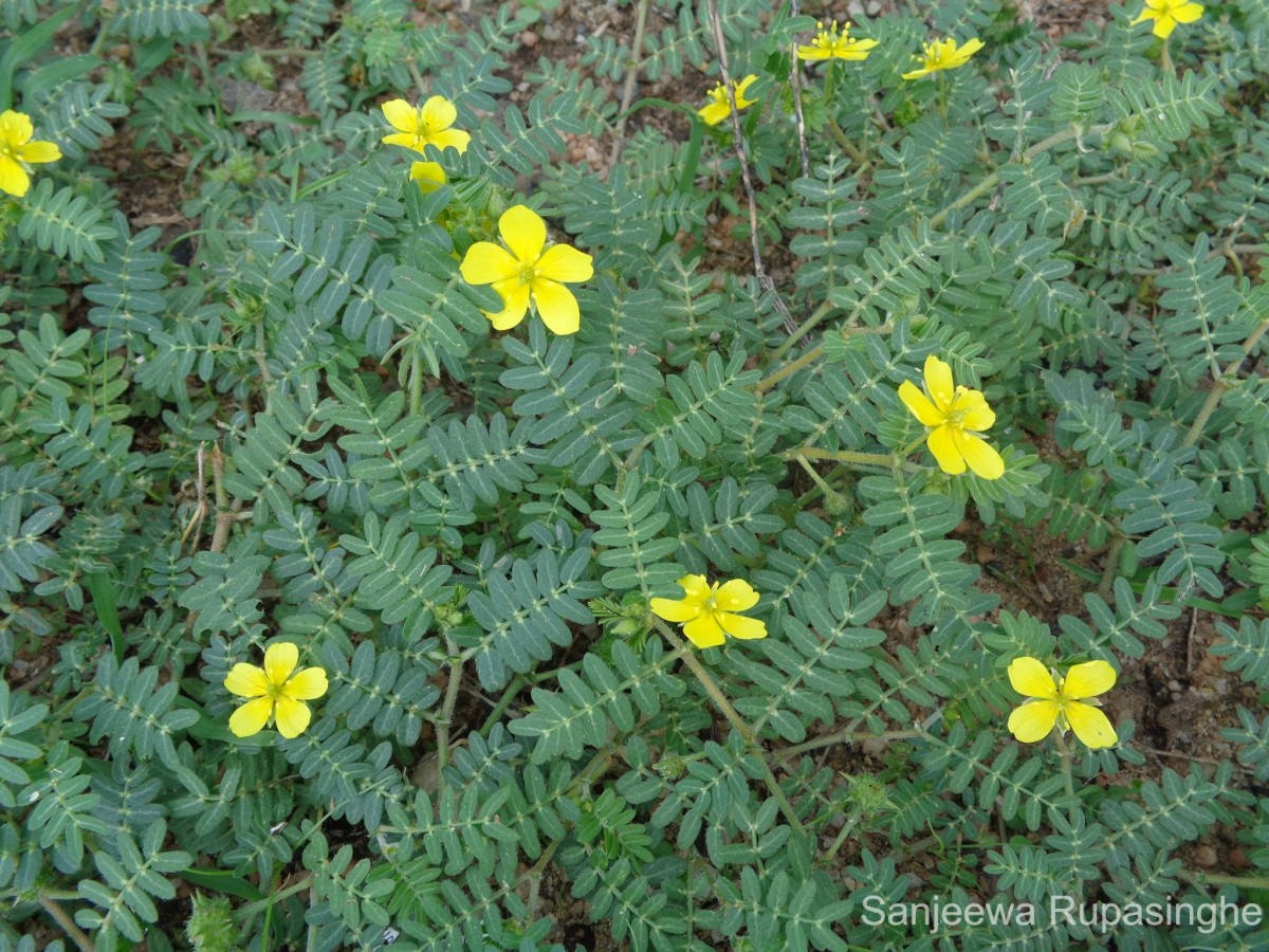 Tribulus terrestris L.